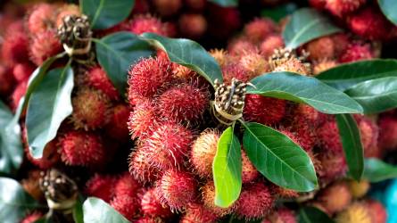 Trópusi gyümölcsök: amit érdemes tudni róluk