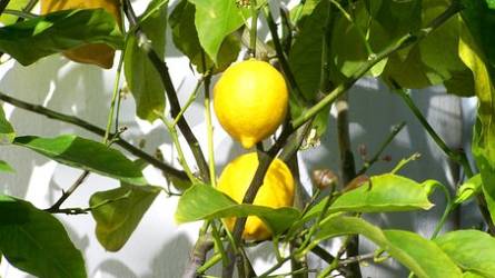 Mi az a kinövés a citromfán, ami szétfeszíti a kérgét?