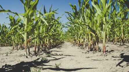 A dél-amerikai időjárás miatt lett olcsóbb a kukorica és a repce