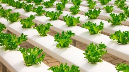 Az élelmiszeriparban a termelőiár-index 10,7 százalékkal nőtt