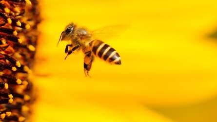 Az időjárás is befolyásolja a méhbetegségeket