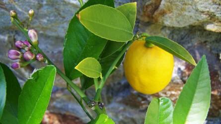 Hogy védjük meg a citromfát a pajzstetűtől?