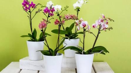 Le kell metszeni az orchidea virágzati szárát?