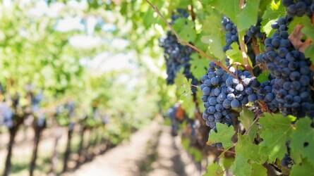 Frissült a szőlőiskolai szaporítások adatbázisa