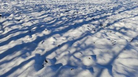 Jó állapotban van az európai búza az enyhe télnek köszönhetően