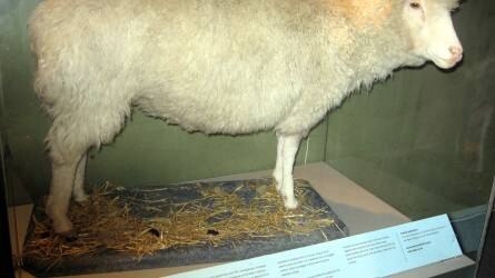 25 évvel ezelőtt jelentették be az első bárányklónozást