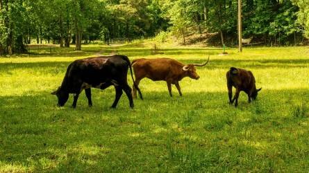 A metánkibocsátás miatt bírálják az állattenyésztési ágazatot