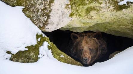 Lássuk a medvét! – Ez történik a ragadozóval, amikor kijön a barlangjából