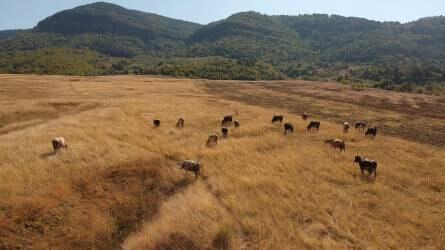Bulgária 1,1 millió tonna búzát vásárol fel helyi termelőktől