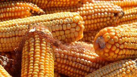 Argentínából vásárolna kukoricát Spanyolország