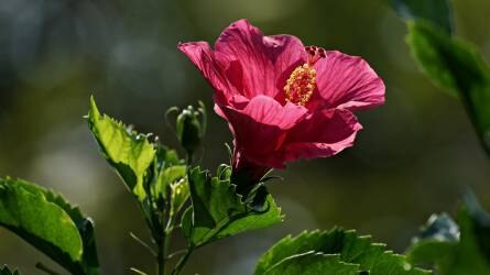 Hogyan metsszük meg a hibiszkuszt?