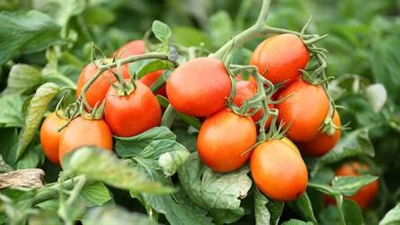 IKR Agrár termékújdonságok, amikkel a kertészet állja a tavaszi árversenyt!
