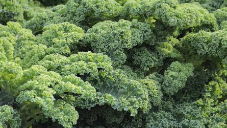 Kale, avagy a fodroskel, mint szuperfood