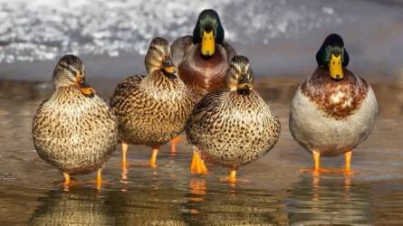 A vadmadarak miatt jelent veszélyt a madárinfluenza