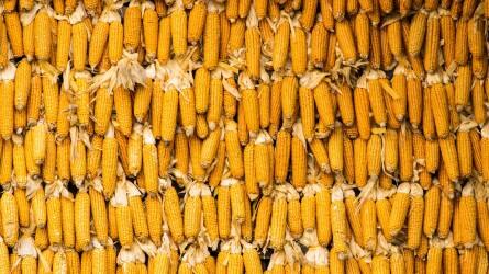 Csökkent az ukrán kukorica exportára