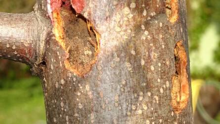 Milyen rovar okozhatta nagyméretű lyukak kialakulását a hársfa törzsében?