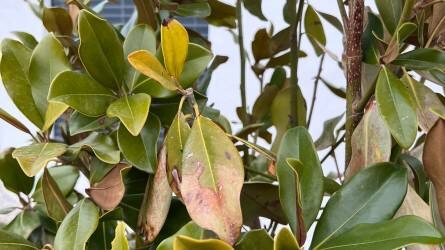 Mi okozhatta az ősszel ültetett örökzöldek leveleinek sárgulását?