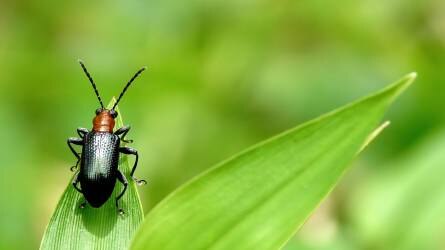 Szántóföldi növényvédelmi előrejelzés: támad a vetésfehérítő és a repcefénybogár