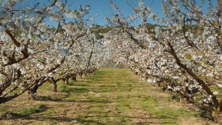 Mely kártevők jelenlétére számíthatunk legelőször tavasszal a gyümölcsfákon?