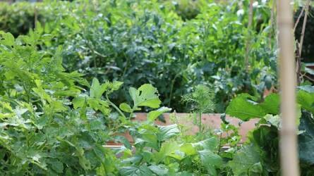 Ha talaj- és növénykondicionáló készítményt használok, lehet fungiciddel permetezni?