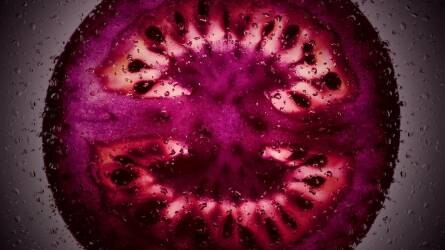Íme a lila paradicsom, az új dizájner szuper-gyümölcs