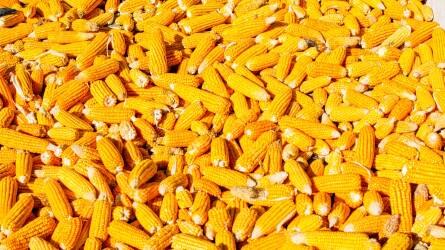 Csökkent a kukorica és a búza ára