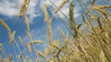 Szombaton lépett életbe az uniós rendelet az ukrán agrártermékek importtilalma ügyében