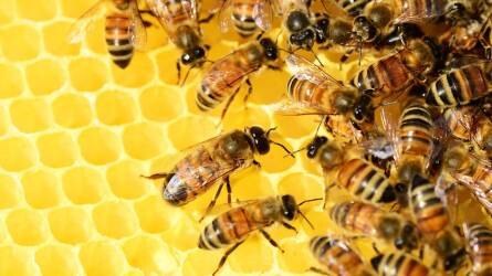 Mesterséges intelligencia a méhkaptárakban is