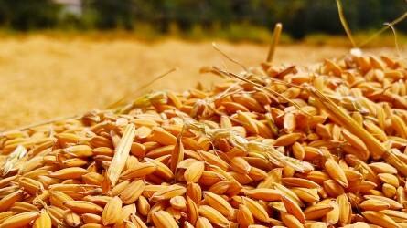 27 millió tonna exportra tervezett gabona ragadt Ukrajnában