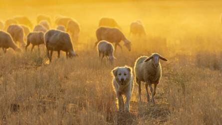 Hamarosan állatjóléti támogatásra pályázhatnak a juh-és kecsketartók