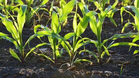 „A kukorica gyomirtásban alacsony hektárköltség és maximális hatás egyszerre adott az IKR Kukorica Poszt Golddal”