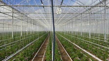 Németország: új üvegházi létesítmény a biozöldségek számára