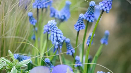 Fürtös gyöngyike, a kert apró kék ékköve