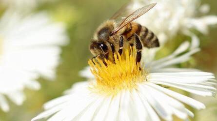 Kerti méhlegelő-lehetőségek
