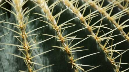 Tavaszi Országos Kaktuszkiállítás és Vásár az ELTE Füvészkertben