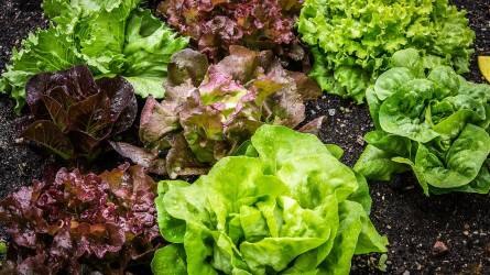 Hogyan termesszünk otthon salátát?