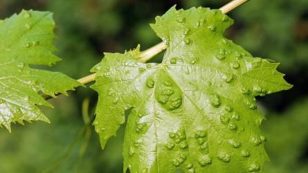 Kertészeti növényvédelmi előrejelzés: erőteljesebb a szőlő gubacsatka fertőzése