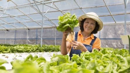 Vietnam jól teljesít a kertészkedés területén