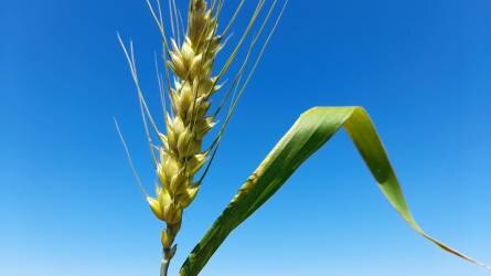 Ukrajnában 48,5 millió tonnás termésre számítanak