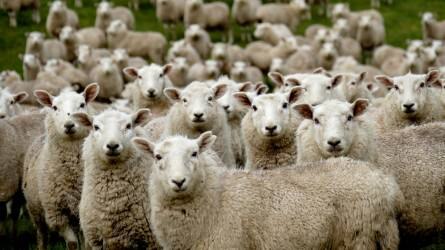 Folytatódott a juhállomány csökkenése, kecskéből is kevesebbet tartottak