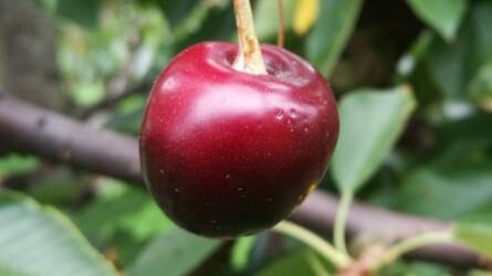 Milyen kártevő okozhatja apró lyukak kialakulását a cseresznyén?