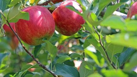 A gyümölcskultúrák védelme az ökológiai termesztésben