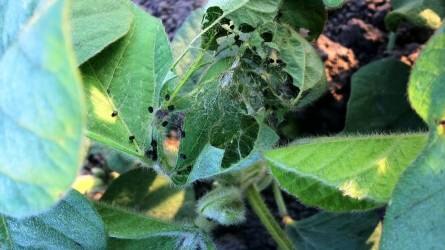 Szántóföldi növényvédelmi előrejelzés: károsít a vetésfehérítő bogár és a bogáncslepke hernyója