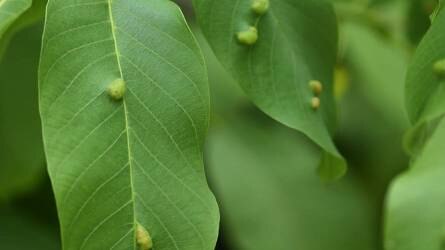 Kertészeti növényvédelmi előrejelzés: fertőz a nemezes és a szemölcsös gubacsatka