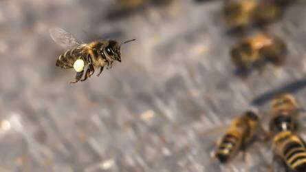 Zöld utakon jár a bioméhész, aki díjnyertes mézeket tudhat magáénak