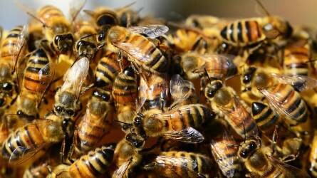 Kulcsfontosságú a méhészet