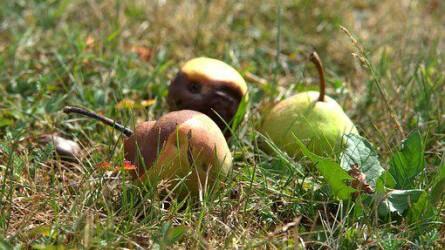 Hogyan előzhető meg a gyümölcsök moníliás rothadása?