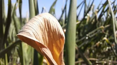 Az EU kukoricatermése megsínyli a hőhullámokat