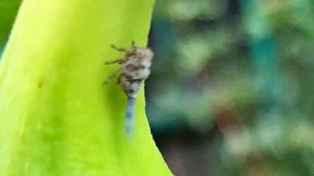 Nagyon óvatos és gyors kártevőt fotóztam le. Milyen rovar lehet ez?