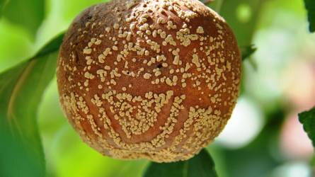 Kertészeti növényvédelmi előrejelzés: több lesz a moníliával fertőzött gyümölcs